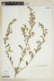Sida rhombifolia L., ARGENTINA, F