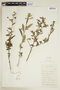 Sida rhombifolia L., PERU, F