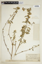 Sida rhombifolia L., PERU, F