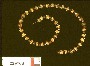 239166: gold, garnet beads