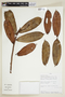 Marcgravia macrophylla (Wittm.) Gilg, PERU, F