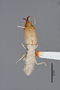 2819452 Trichopsenius xenoflavipes HT termites IN