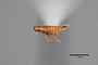 2819452 Trichopsenius xenoflavipes HT p IN