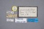 127096 Oxytelus granadillae ST labels IN