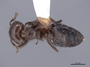 47736 Crematogaster crinosa D IN