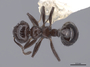 53968 Crematogaster distans D IN