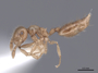 53979 Crematogaster flavomicrops P IN