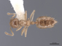 53979 Crematogaster flavomicrops D IN