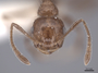 47822 Crematogaster limata H IN