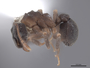46091 Cyphomyrmex rimosus P IN