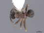 46091 Cyphomyrmex rimosus D IN