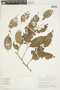 Banara nitida Spruce ex Benth., PERU, F