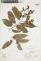 Banara nitida Spruce ex Benth., PERU, F