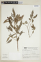 Banara parviflora (A. Gray) Benth., BRAZIL, F