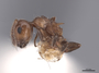 47755 Crematogaster schmidti P IN