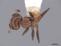 47755 Crematogaster schmidti D IN