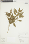 Casearia parvifolia Willd., BRAZIL, F
