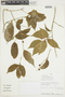 Casearia prunifolia Kunth, PERU, F