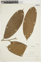 Casearia resinifera Spruce ex Eichler, PERU, F
