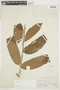 Casearia resinifera Spruce ex Eichler, BRAZIL, F