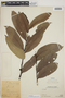 Annonaceae, PERU, Ll. Williams 5569, F