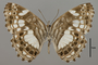 124462 Neptidopsis ophione v IN