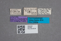 2819489 Eumalus nigriceps ST labels IN