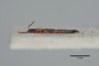 2819489 Eumalus nigriceps ST p IN