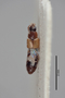2819492 Atheta rutshuruensis ST d IN