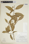 Lacistema aggregatum (P. J. Bergius) Rusby, BRITISH GUIANA [Guyana], F