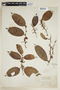 Lacistema aggregatum (P. J. Bergius) Rusby, BRITISH GUIANA [Guyana], F