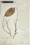 Lacistema aggregatum (P. J. Bergius) Rusby, FRENCH GUIANA, F