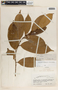 Lacistema aggregatum (P. J. Bergius) Rusby, Colombia, G. Gutiérrez V. 35617, F