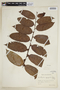 Lacistema aggregatum (P. J. Bergius) Rusby, COLOMBIA, F
