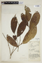 Lacistema aggregatum (P. J. Bergius) Rusby, COLOMBIA, F