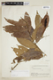 Lacistema aggregatum (P. J. Bergius) Rusby, BOLIVIA, F