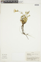 Gentianella cerastioides (Kunth) Fabris, ECUADOR, F