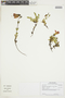 Gentianella cernua (Kunth) Fabris, ECUADOR, F
