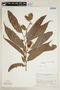 Ryania angustifolia (Turcz.) Monach., COLOMBIA, F