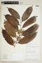 Ryania angustifolia (Turcz.) Monach., PERU, F