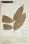 Ryania speciosa var. tomentosa (Miq.) Monach., BRITISH GUIANA [Guyana], F