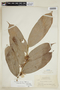 Ryania speciosa var. tomentosa (Miq.) Monach., BRITISH GUIANA [Guyana], F