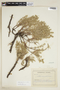 Frankenia salina (Molina) I. M. Johnst., CHILE, F