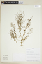 Centaurium erythraea Rafn, PERU, F