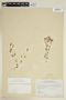 Centaurium erythraea Rafn, CHILE, F