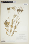 Centaurium erythraea Rafn, ECUADOR, F