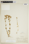 Centaurium erythraea Rafn, CHILE, F