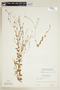 Centaurium quitense (Kunth) B. L. Rob., PERU, F
