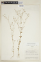 Centaurium quitense (Kunth) B. L. Rob., VENEZUELA, F