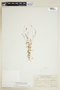 Centaurium quitense (Kunth) B. L. Rob., COLOMBIA, F
